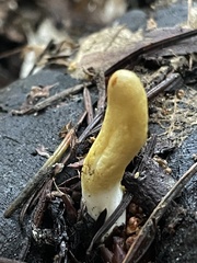 Trichoderma alutaceum