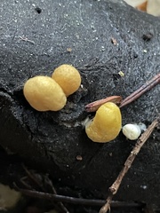 Trichoderma alutaceum