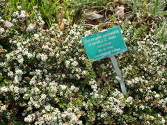 Cotoneaster cochleatus