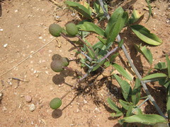 Maerua juncea subsp. crustata image