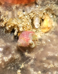 Eulithidium pulloides
