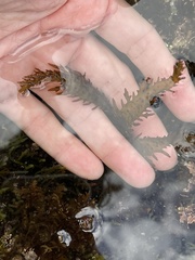 Chondracanthus spinosus