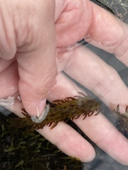 Chondracanthus spinosus