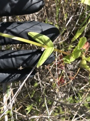 Plectritis macrocera
