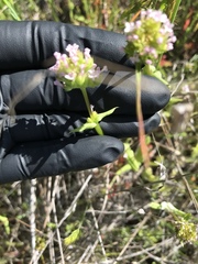 Plectritis macrocera