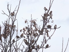 Passer montanus