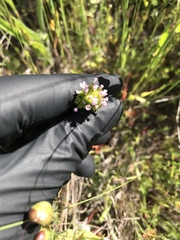 Plectritis macrocera