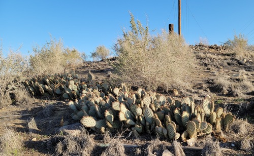 Opuntia basilaris