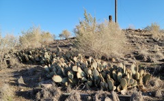 Opuntia basilaris treleasei