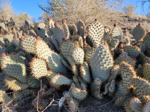 Opuntia basilaris