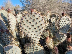 Opuntia basilaris treleasei