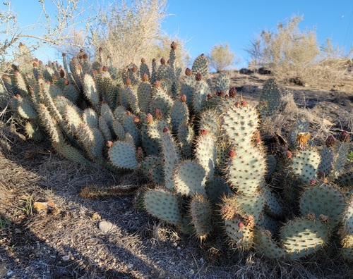 Opuntia basilaris
