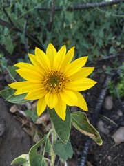 Helianthus bolanderi