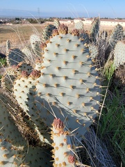 Opuntia basilaris treleasei