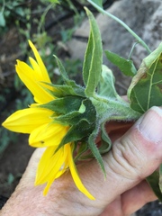 Helianthus bolanderi