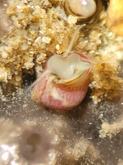Eulithidium pulloides