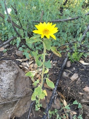 Helianthus bolanderi