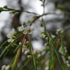 Baeckea linifolia