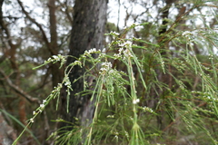 Baeckea linifolia