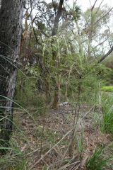 Baeckea linifolia