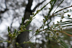 Baeckea linifolia