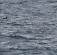 Mesoplodon