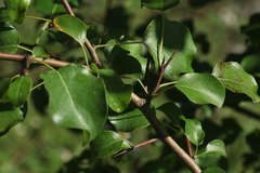 Pyrus communis caucasica