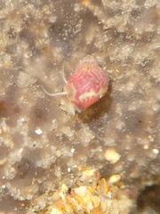 Eulithidium pulloides