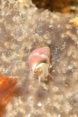 Eulithidium pulloides