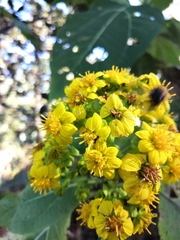 Rumfordia floribunda