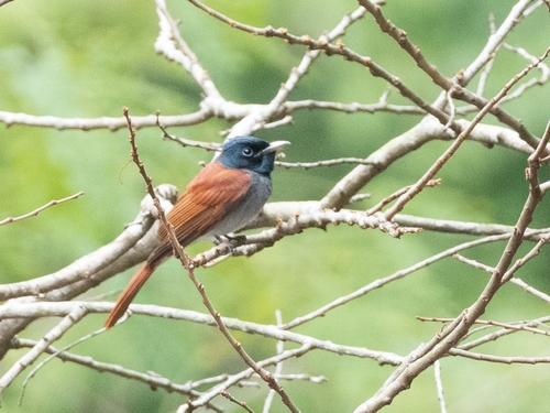 Amoerparadijsmonarch (Terpsiphone incei)