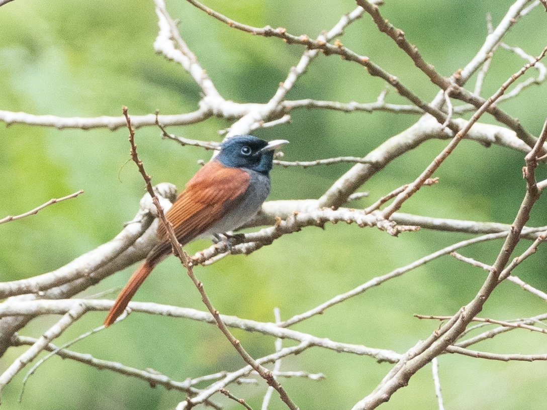 Amur Paradise-Flycatcher (Terpsiphone incei)