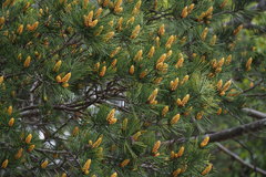 Pinus bungeana
