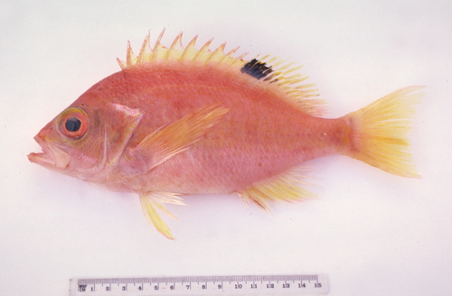 Eastern orange perch (Lepidoperca pulchella) — Serranidae — 4