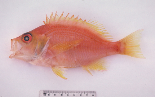 Eastern orange perch (Lepidoperca pulchella) — Serranidae — 3