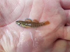 Etheostoma lepidum