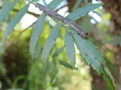 Sarisa muriferata