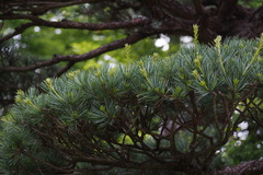 Pinus parviflora