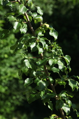 Pyrus communis caucasica
