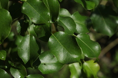 Pyrus communis caucasica