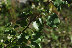 Pyrus communis caucasica