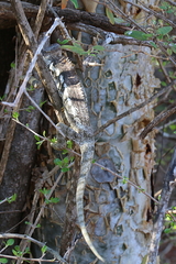 Furcifer verrucosus