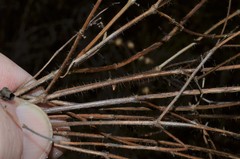 Rhexia mariana interior