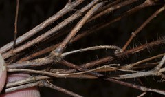 Rhexia mariana interior