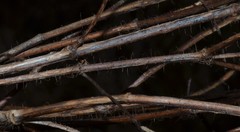 Rhexia mariana interior