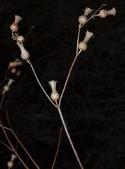 Rhexia mariana interior