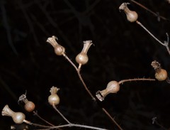 Rhexia mariana interior