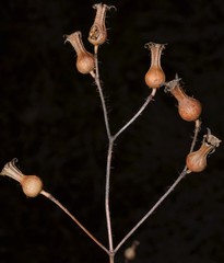 Rhexia mariana interior