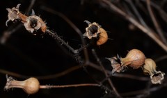 Rhexia mariana interior