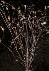 Rhexia mariana interior